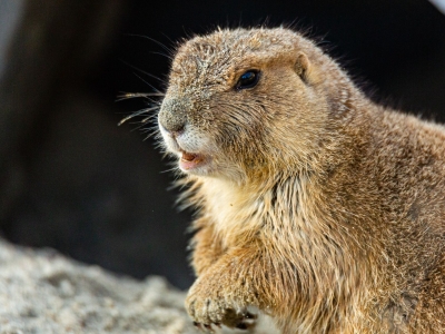 Black-tailed prairie dog - De Zonnegloed - Animal park - Animal refuge centre 